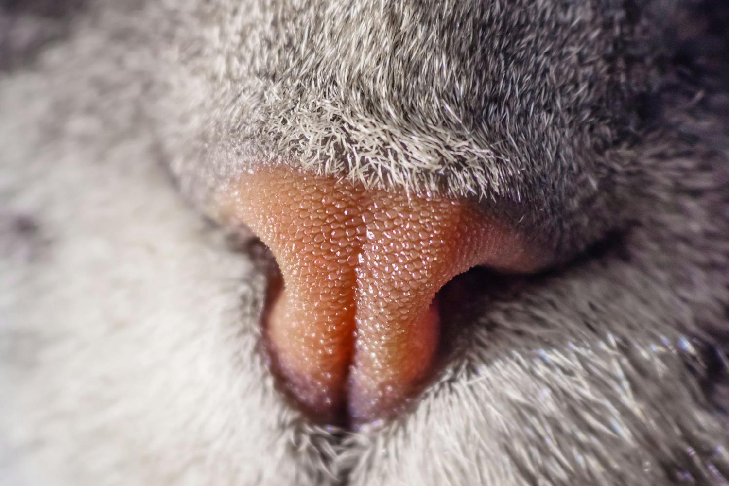 Makrobillede af kattesnude